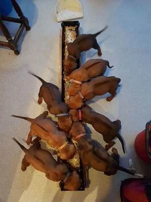 Rhodéský Ridgeback štěňata, s PP